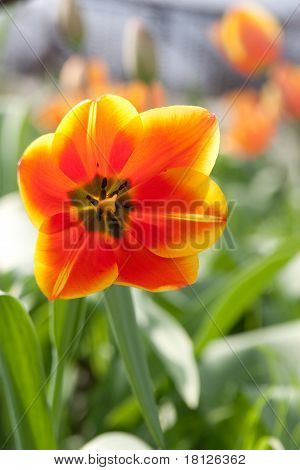 Bellezza In natura