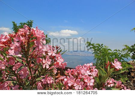 Beautiful pink flowers with the sea view on the balcony