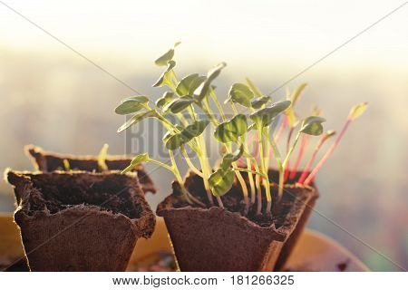 Seedlings of radishes and beets in peat pots at dawn in the spring.