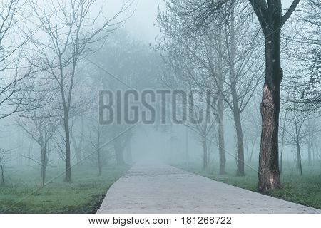 city park in the morning with fog in cold spring day