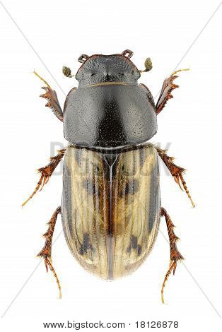 Chilothorax Distinctus