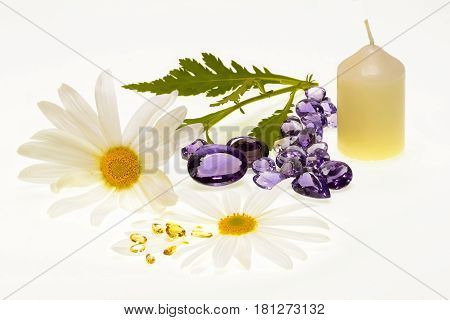 Daisy plant with flowers isolated on white background.