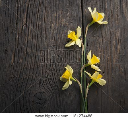 Amazing grunge background with Yellow flowers daffodils on turquoise texture. Beautiful Colorful Greeting Card for Mothers Day, Birthday, March 8. Top view, Flat lay. Horizontal Image With Copy Space