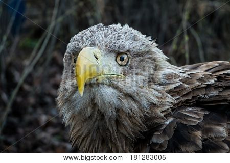 Eagle Close Up Portrait with natural light