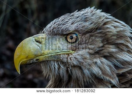 Eagle Close Up Portrait with natural light