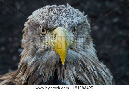 Eagle Close Up Portrait with natural light