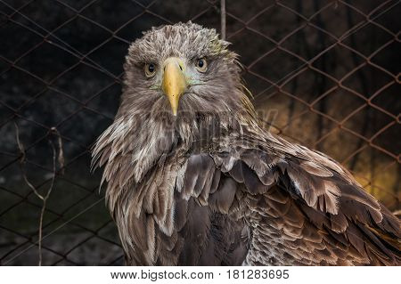 Eagle Close Up Portrait with natural light