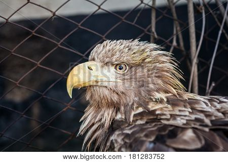Eagle Close Up Portrait with natural light