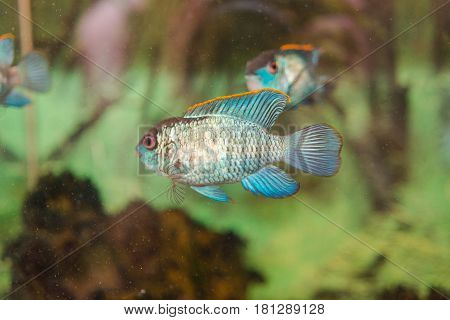 Aquarian Fishes. Blue Akkara.
