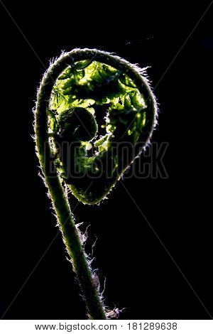 Spring young fern green nature fresh botany outdoor