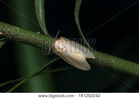Lacewing Moth , Lacewing Moth of Borneo