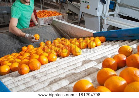 The production line of citrus fruits: a worker checking tarocco oranges in a roll conveyor belt