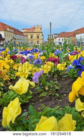 Closeup view on flowerbed on central square of Czech spa city Podebrady which is dominated Marian and Holy Trinity columns and city Seat of local government.