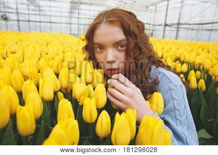 Redhead girl hiding in fielf of yellow flowers in orangery