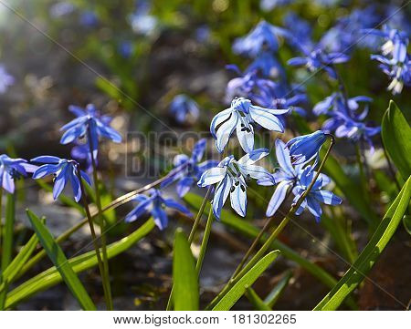 Blue Scilla flowers (Scilla siberica,Squill) in spring forest with sunlight and bokeh effect.Selective soft focus.