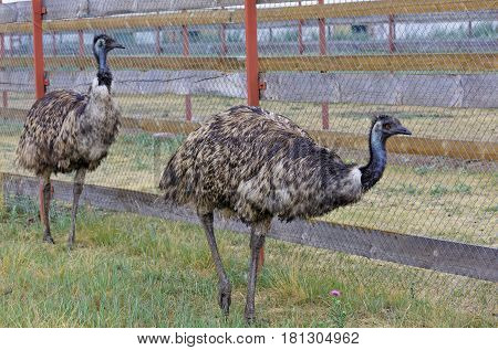 Emu Farm in their growing in Siberia Russia