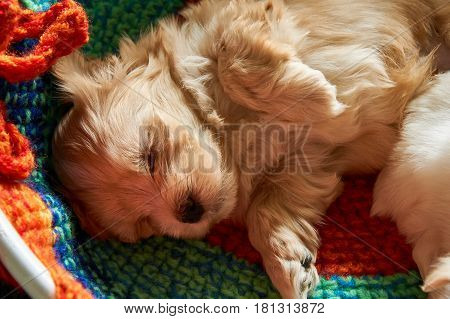 Macroshot from a cute five week old havanese puppy which is sleeping.