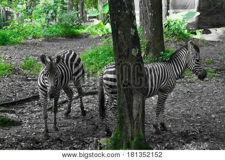 two beautiful Zebra with black and white striped standing near a tree photo taken in Ragunan zoo Jakarta Indonesia java