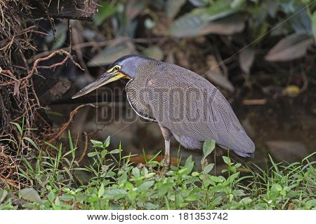 Bare-Throated Tiger Heron in the brush in Tortuguero National Park in Costa Rica