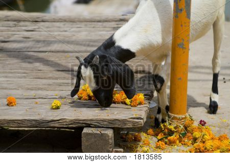 Mangiare la capra