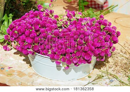 Purple Gomphrena flower for bouquets and wreaths in white pot