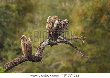 Cape vulture in Kruger national park, South Africa ; Specie Gyps coprotheres family of Accipitridae