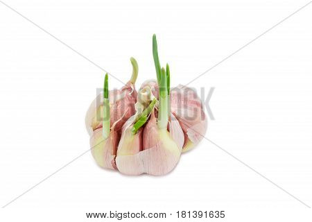 Sprouting bulb of the garlic with green sprouts closeup on a light background