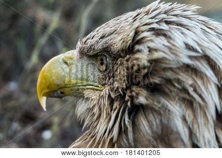 Eagle Close Up Portrait with natural light