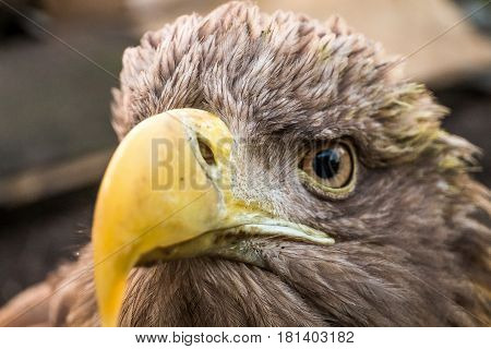 Eagle Close Up Portrait with natural light