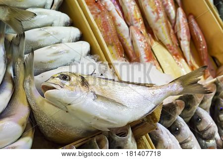 Freshly cought sea fish sold on market stall