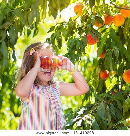 Child Picking And Eating Peach From Fruit Tree