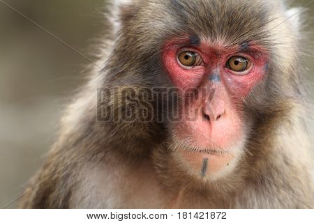 Wild Japanese Monkey In Beppu, Oita, Japan