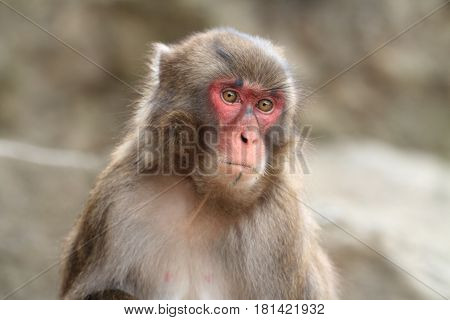 Wild Japanese Monkey In Beppu, Oita, Japan