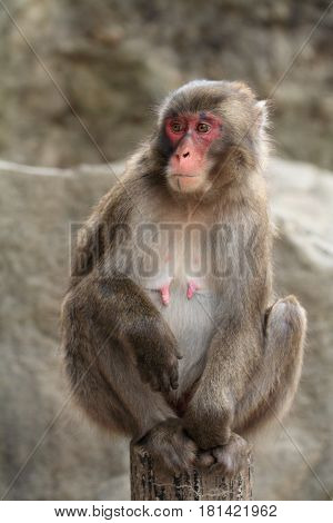 Wild Japanese Monkey In Beppu, Oita, Japan