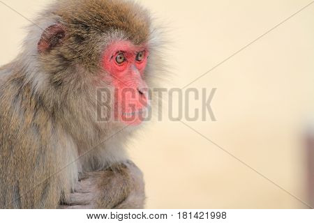 Wild Japanese Monkey In Beppu, Oita, Japan
