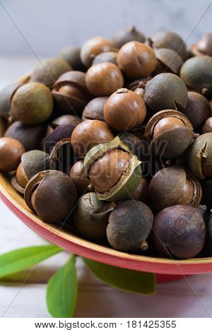 Macadamia nuts harvest close up with leaves