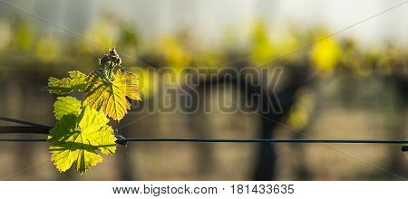 First Spring Leaves On A Trellised Vine Growing In Vineyard