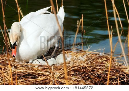 White mute swan (Cygnus olor) while hatching the eggs in the nest made of reeds