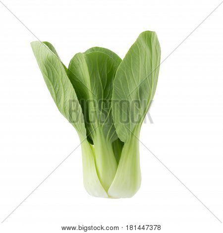 Pok Choy isolated on a white background