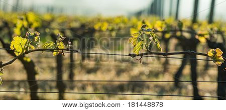 First spring leaves on a trellised vine growing in vineyard, Bordeaux, France