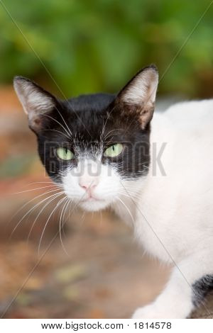 深刻な猫