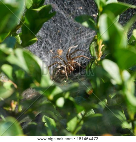 A spider is eating victim in hidden nest