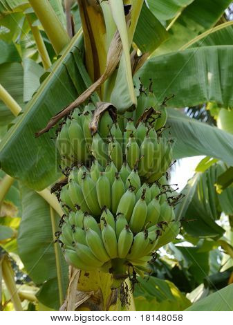 Platanera