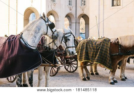 Horse. Entertainment of tourists (horseback riding) in the Austrian city of Salzburg - hometown of Mozart. Vacation, holidays, attractions.
