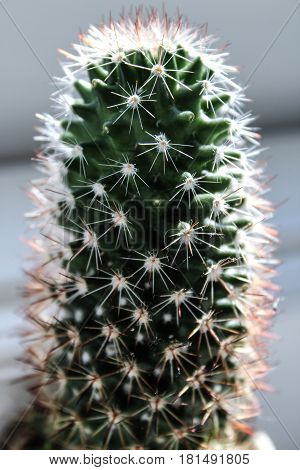 House cactus in bright fresh light with red and white spindles against a white background