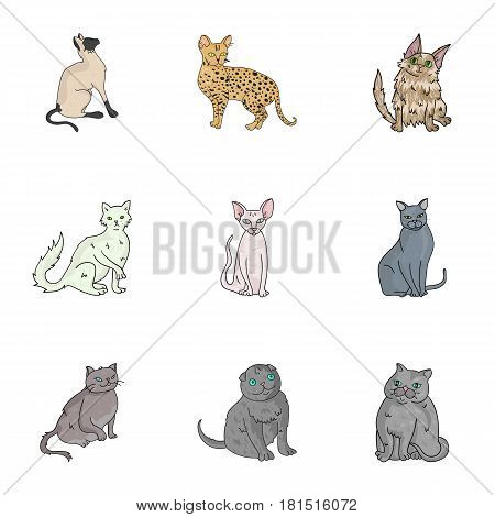 Collection of cats in one picture. Different cats in one picture. Cat breeds icon in set collection on cartoon style vector symbol stock web illustration.
