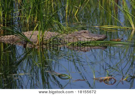 Gator grande