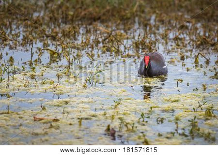 Common gallinule, also known as moorhen, swimming in a marshy area