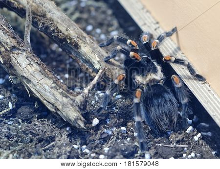 Detail Of Brachypelma Auratum