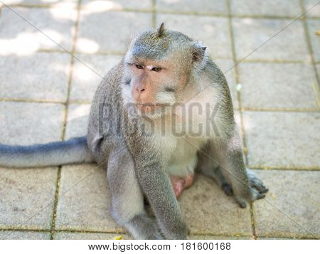 Cute Fat Long Tailed Macaque Monkey in Uluwatu Bali Indonesia